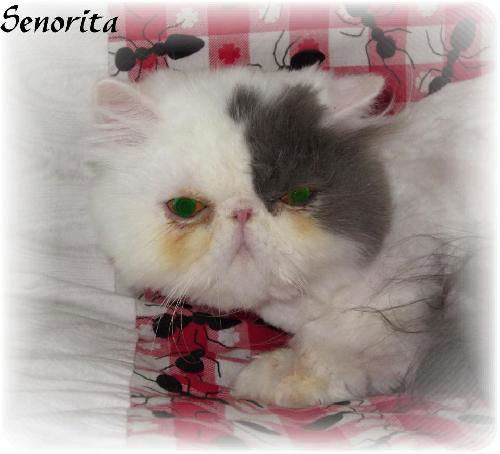 Senorita