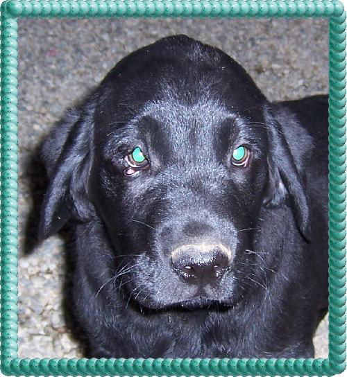 Cooper