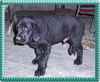 Cooper