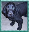 Cooper