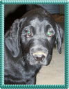 Cooper