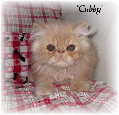 Cubby