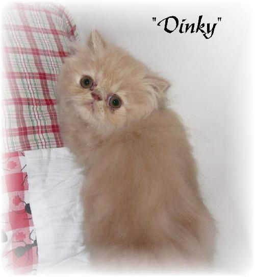 Dinky