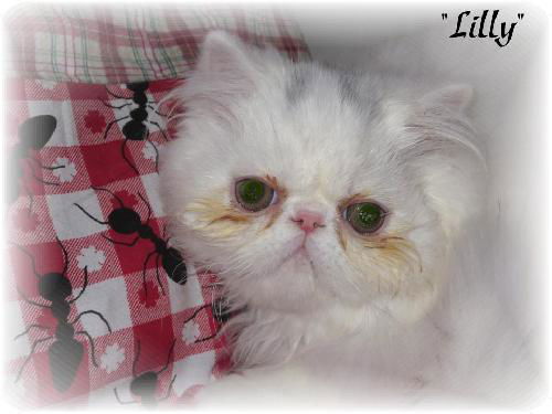 Lilly