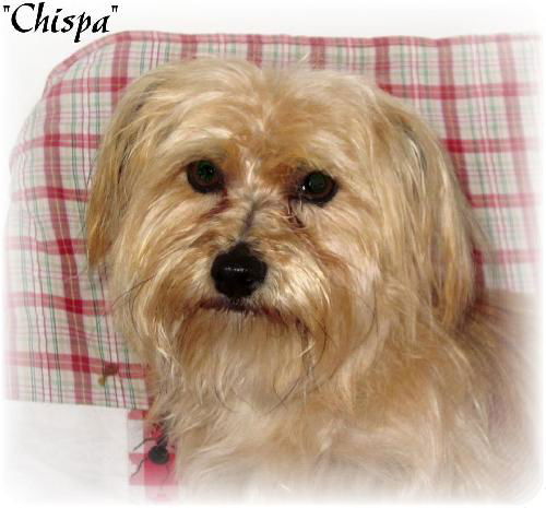 Chispa