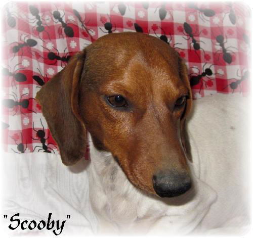 Scooby