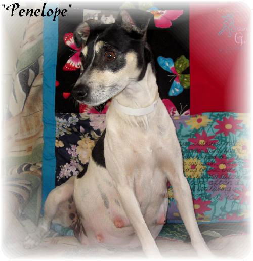 Penelope