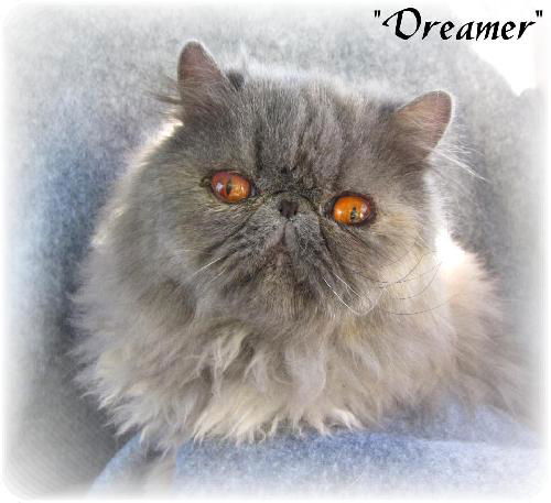 Dreamer