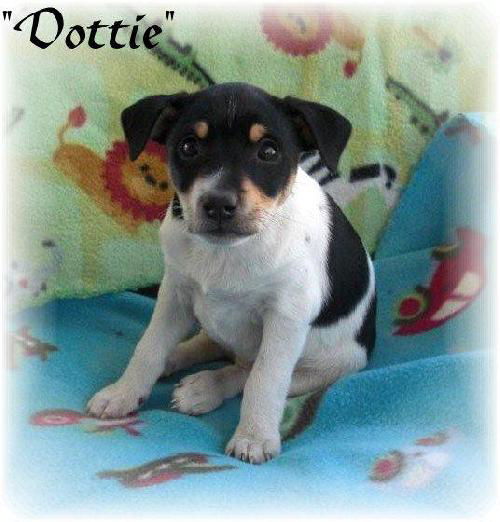 Dottie