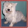 Scrappy