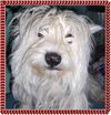 Scrappy