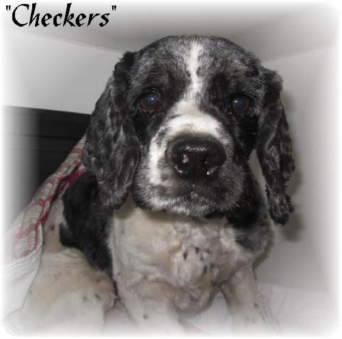 Checkers