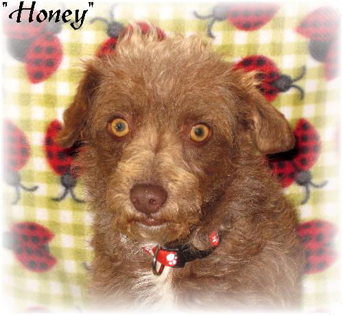 Honey