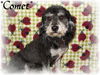 Comet