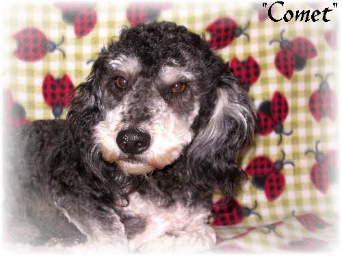 Comet