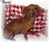 Rosie