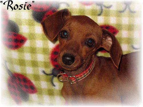 Rosie