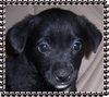 Kona