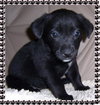 Kona