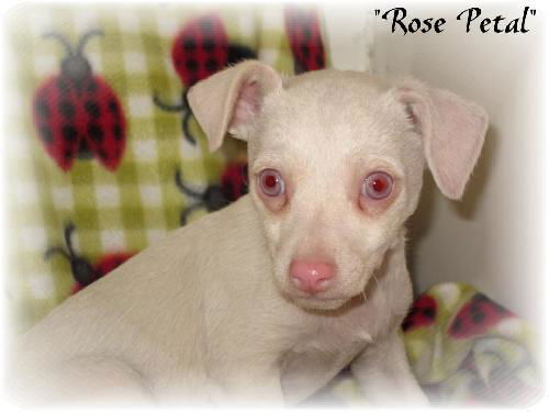 Rose Petal