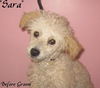 Sara