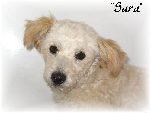 Sara