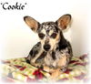 Cookie