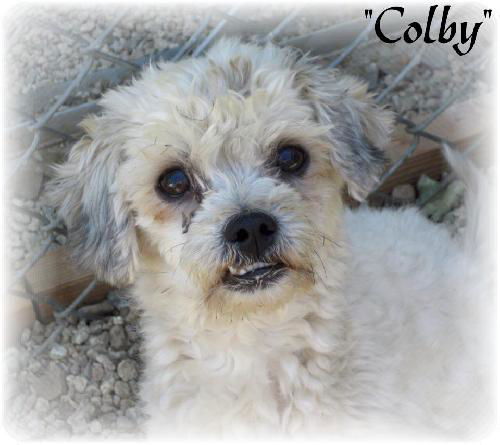 Colby