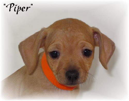 Piper