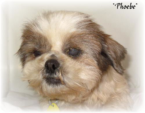 Phoebe