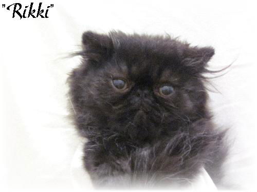 Rikki