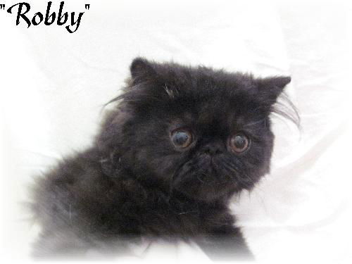 Robby