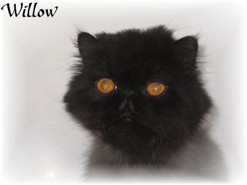 Willow