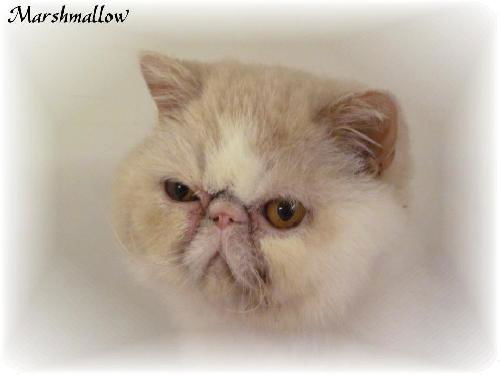 Marshmallow