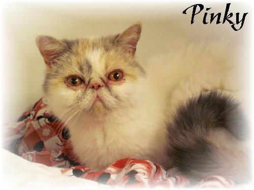 Pinky