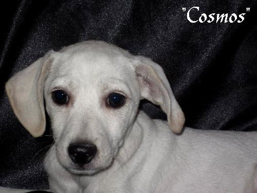 Cosmos
