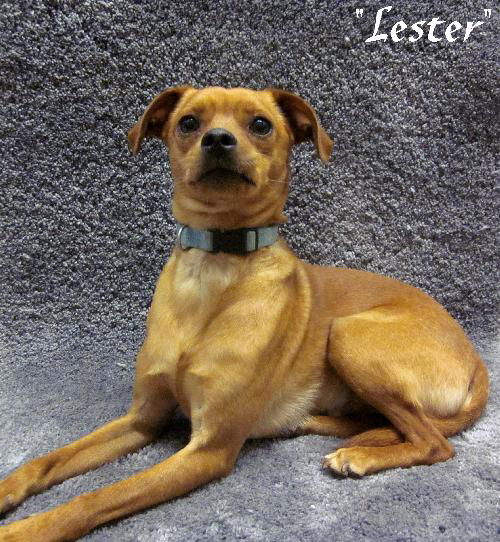 Lester