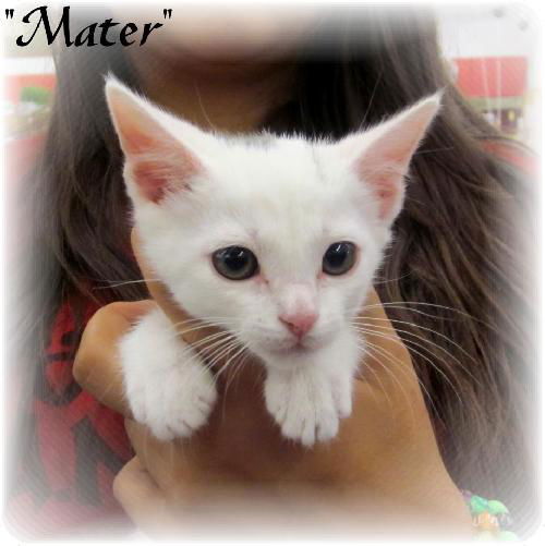 Mater