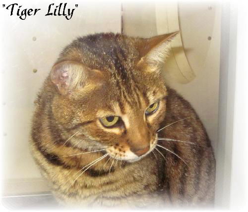 Tiger Lilly