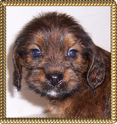 Buster