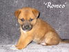 Romeo