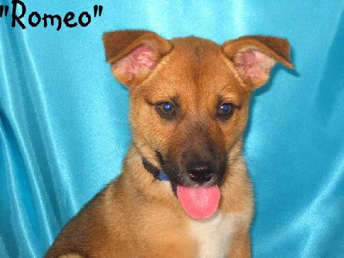 Romeo