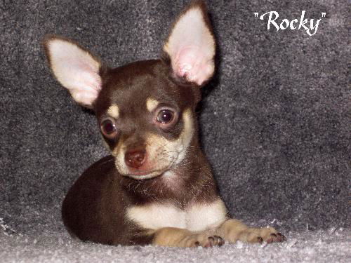 Rocky