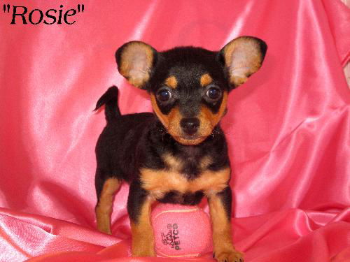 Rosie