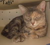 Taffi