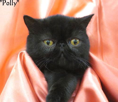 Polly