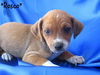 Rosco