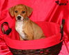Rosco