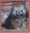 Cinnamon