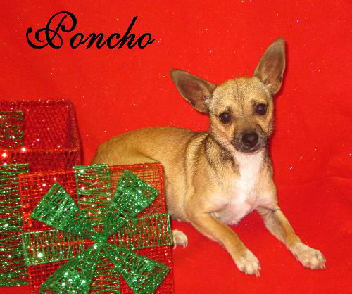 Poncho